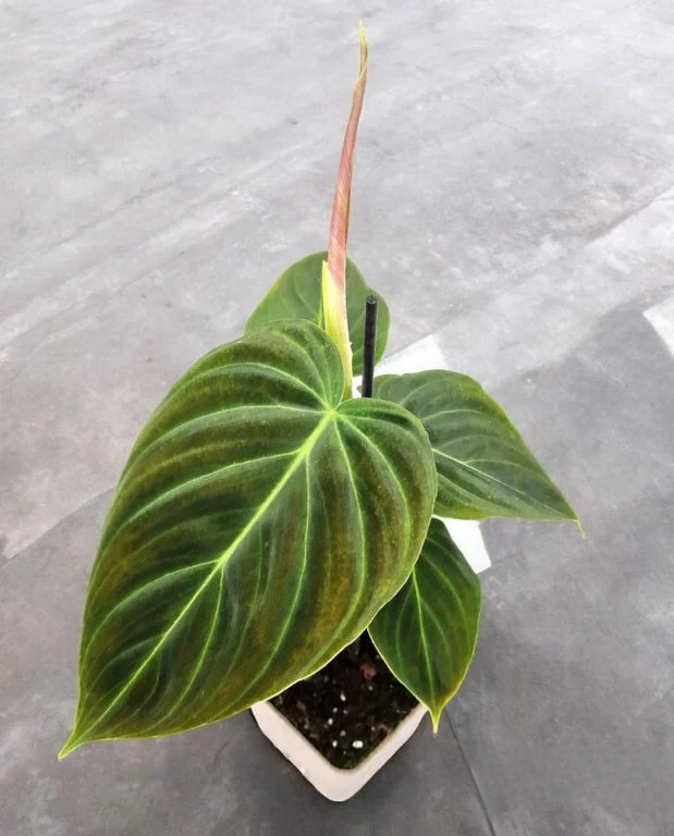Philodendron Splendid – Image 2