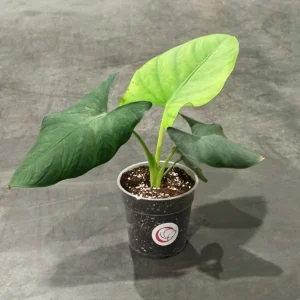 Alocasia Scabriuscula