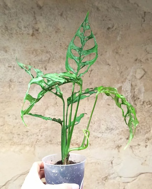 Monstera Obliqua Peru – Image 6