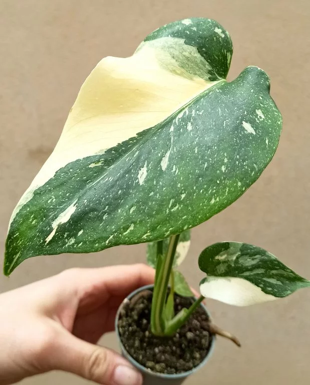 Monstera Thai Constellation – Image 9