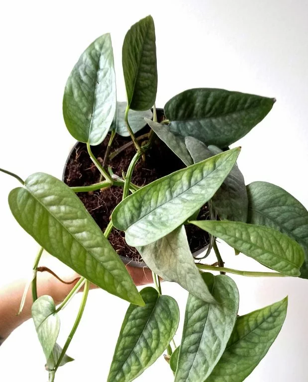 Epipremnum pinnatum cebu blue – Image 2