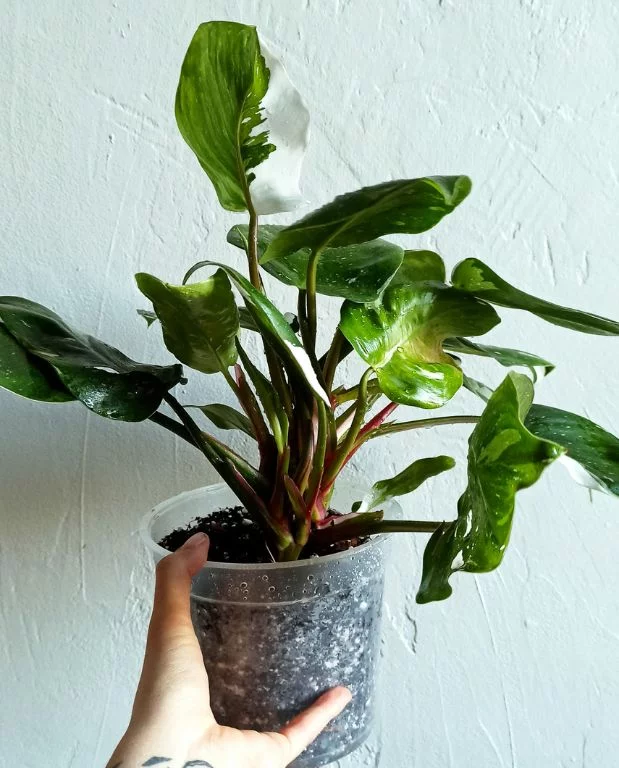 Philodendron White princess – Image 7