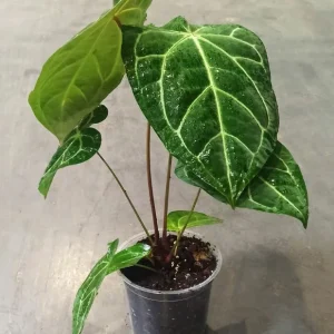 Anthurium Magnificum X Crystallinum