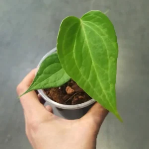 Anthurium Delta Force