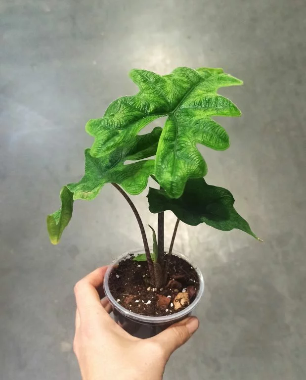 Alocasia Jacklyn – Image 4