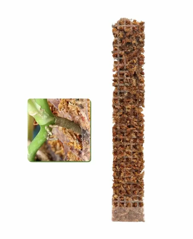 Tuteur Plat Transparent – Image 2