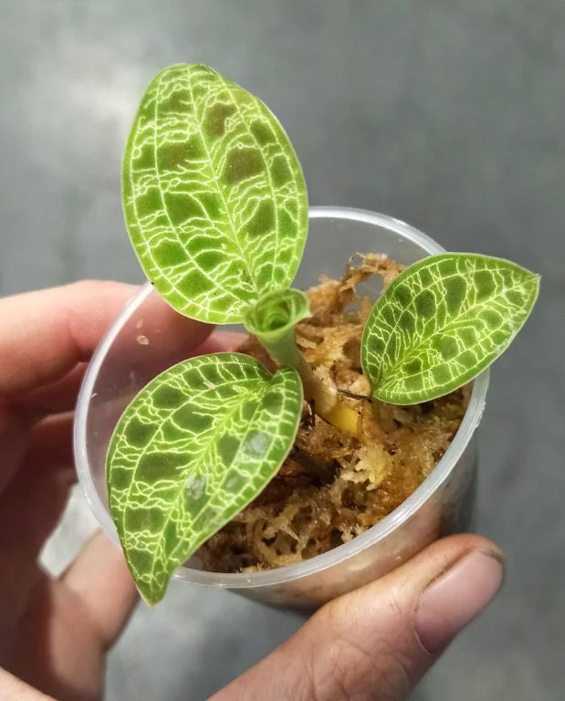 Macodes petola – orchidée bijou – Image 3