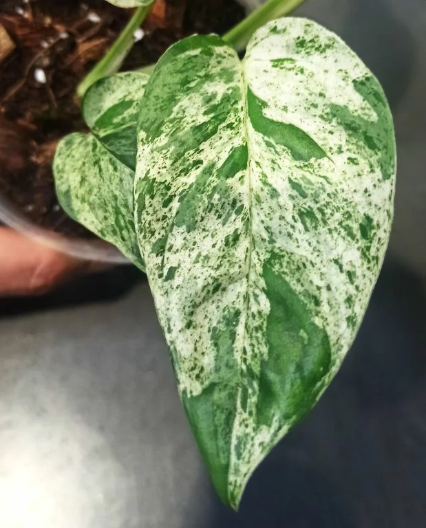 Epipremnum Pinnatum Marble Variegata – Image 6