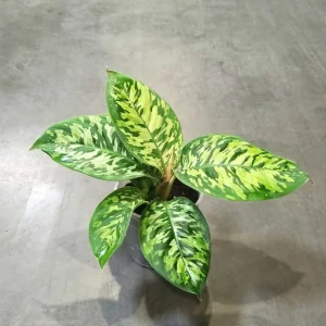 Homalomena Wallisii Camouflage