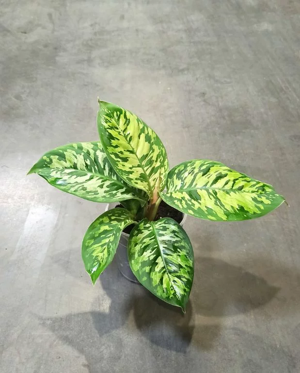 Homalomena Wallisii Camouflage – Image 5