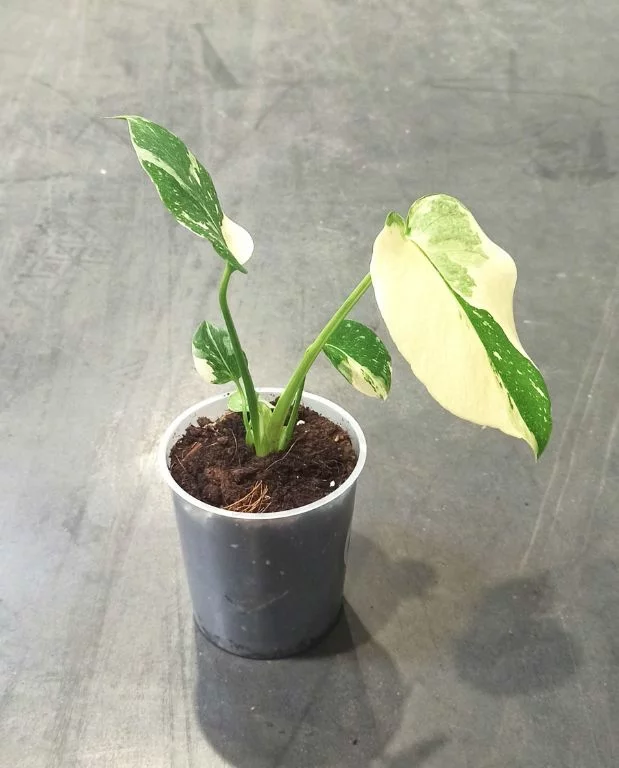 Monstera Thai Constellation – Image 5