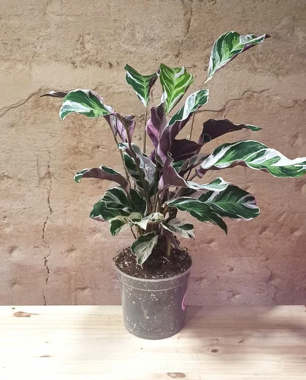 Calathea White Fusion – Image 9