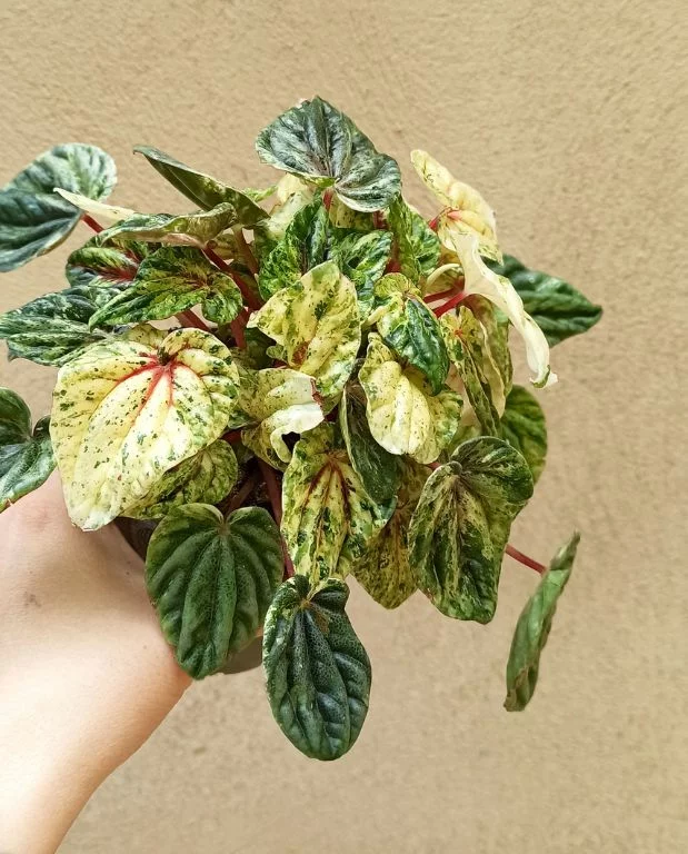 Peperomia Helios Variegata – Image 4