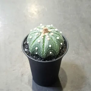 Astrophytum Asterias
