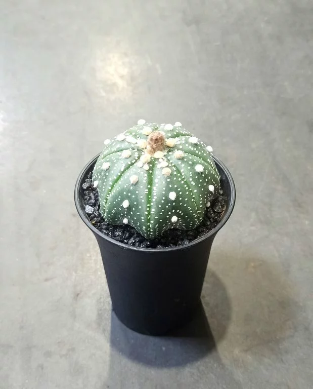 Astrophytum Asterias – Image 5