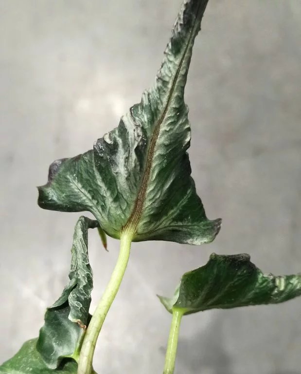 Alocasia Loco – Image 4