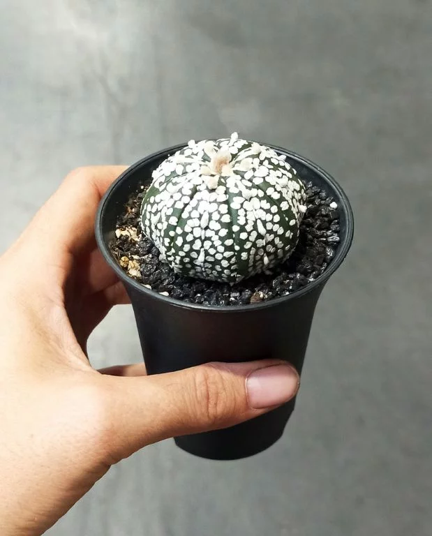 Astrophytum asterias Super Kabuto – Image 5
