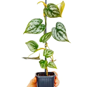 Philodendron Brandtianum