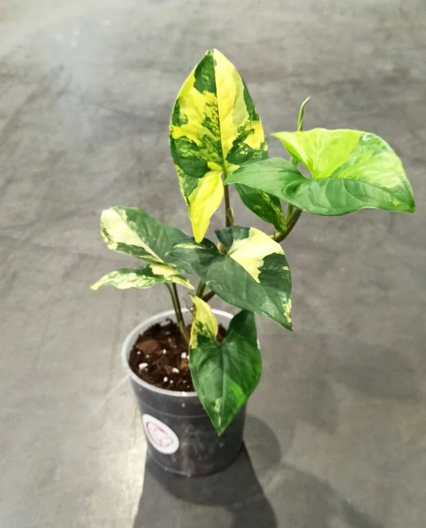 Syngonium Aurea Variegata – Image 7