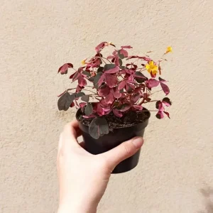 Oxalis vulcanicola Plum Crazy