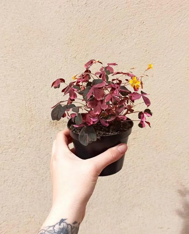 Oxalis vulcanicola Plum Crazy