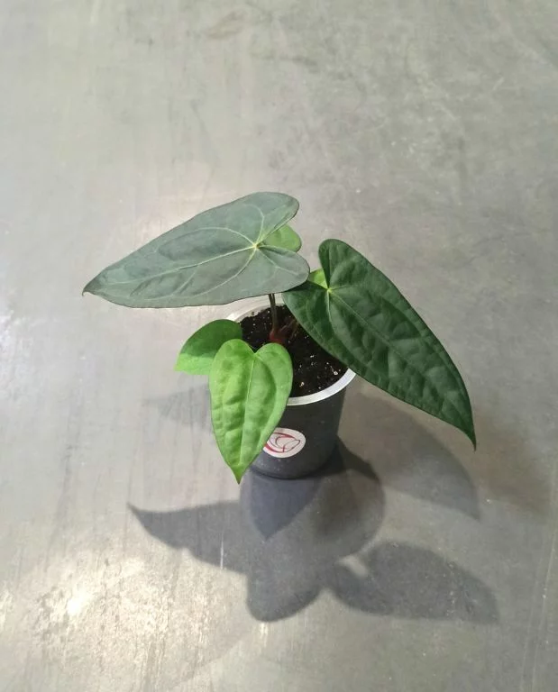 Anthurium Nigrolaminum Gigi x Forgetii – Image 4