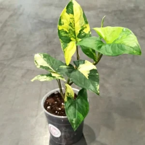 Syngonium Aurea Variegata