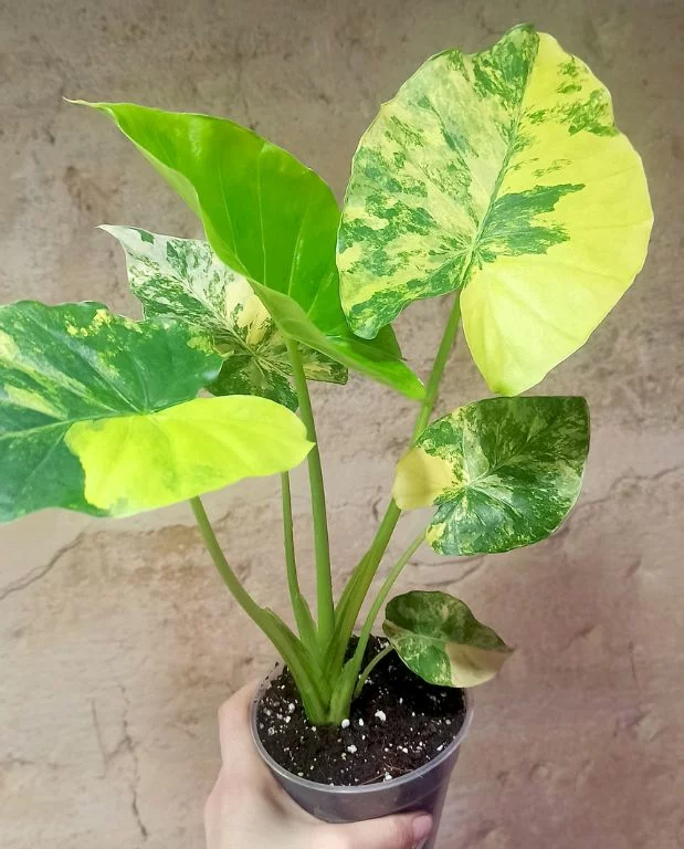 Alocasia Gageana Variegata – Image 4