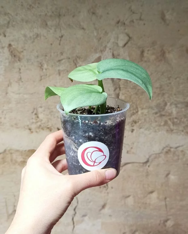 Scindapsus platinum Silver Hero – Image 3