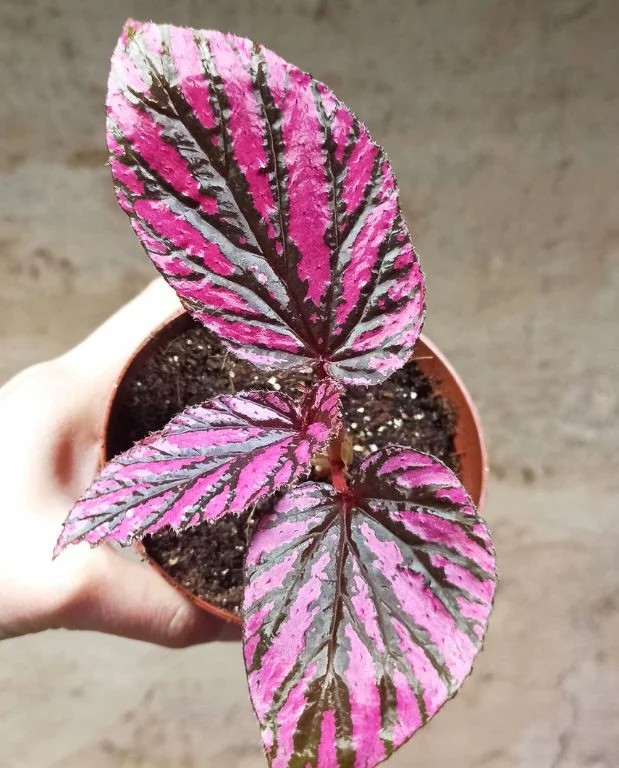 Begonia Brevirimosa – Image 5