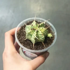 Euphorbia Meloformis Variegata