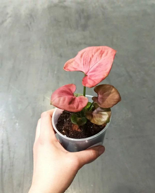 Syngonium Orm Nak – Image 4