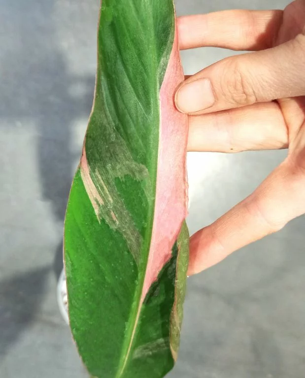 Musa Nono Pink Variegata – Image 2