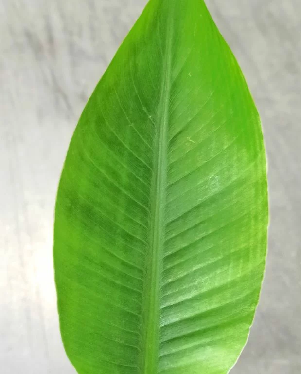 Musa Siam Ruby – Image 2