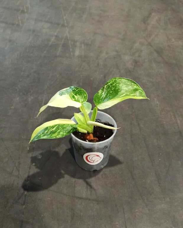 Philodendron Jose Buono – Image 5