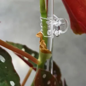 Pinces transparentes pour Plante x10 – Clips pour tuteur