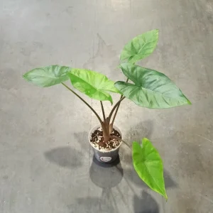 Alocasia Sumo
