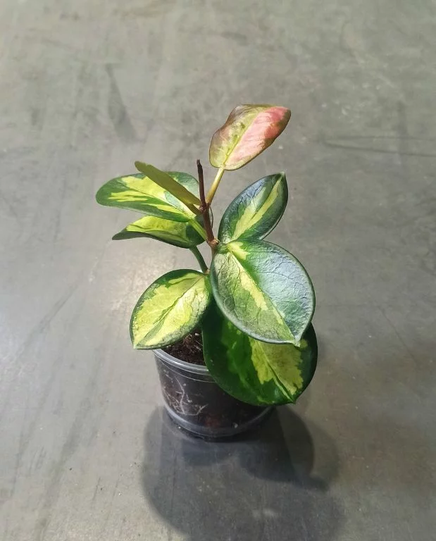 Hoya Australis Lisa – Image 9