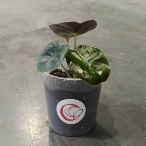 Alocasia Golden Bone