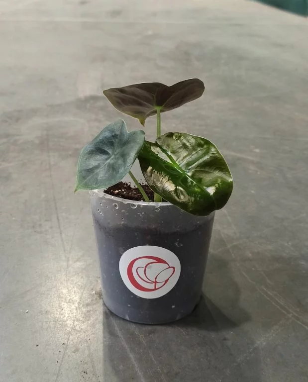 Alocasia Golden Bone