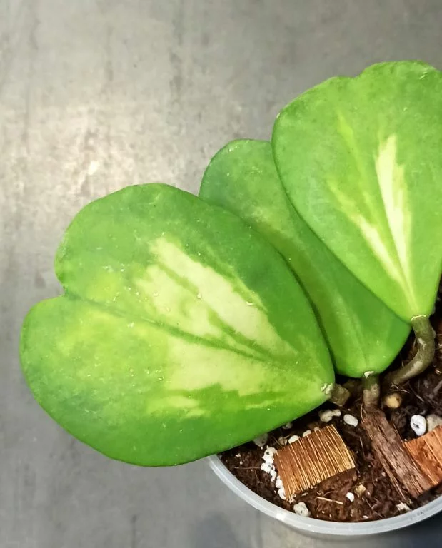 Hoya Obovata Variegata – Image 2