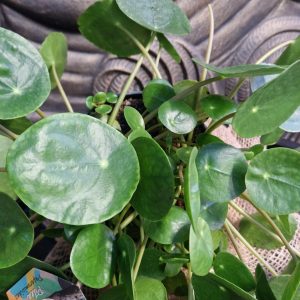 Pilea