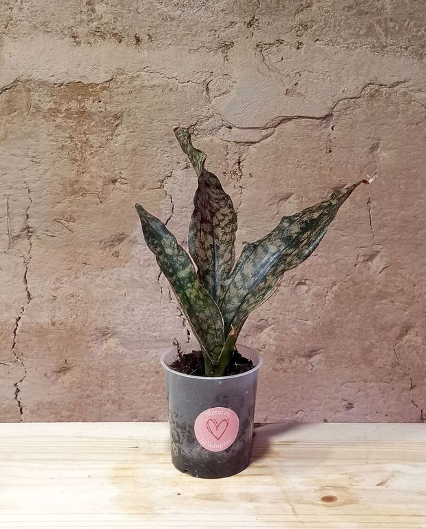 Sansevieria Copper – Image 4