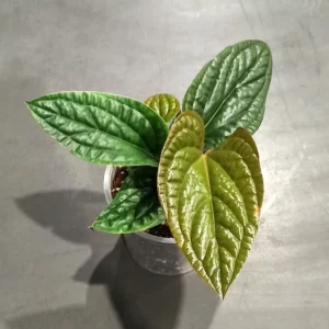 Anthurium Radicans x Luxurians