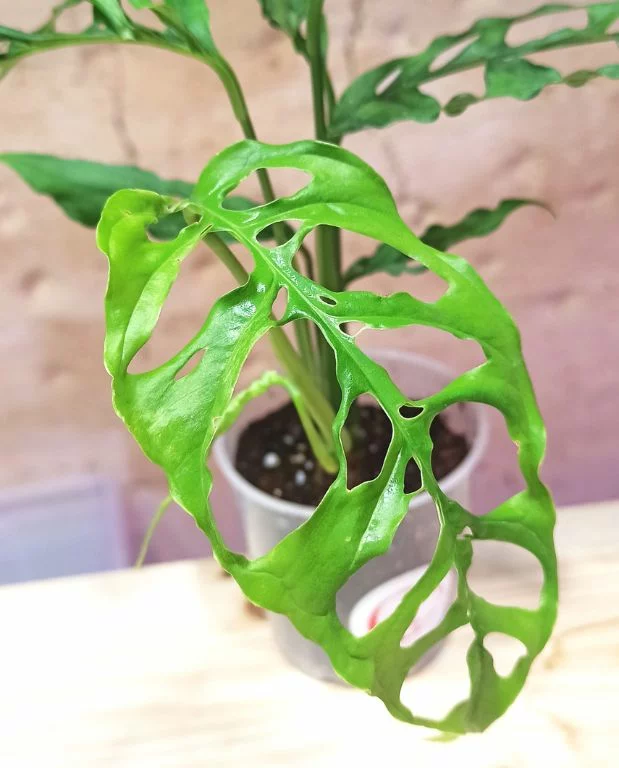 Monstera Obliqua Peru – Image 2