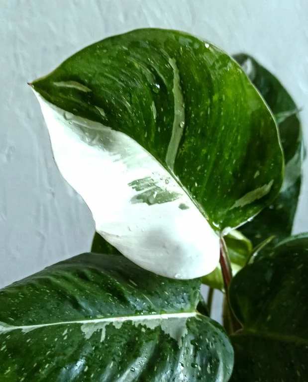 Philodendron White princess – Image 5