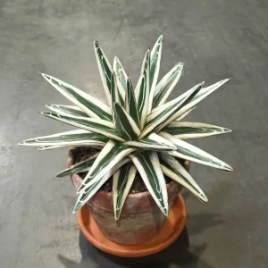 Agave victoriae-reginae White Rhino