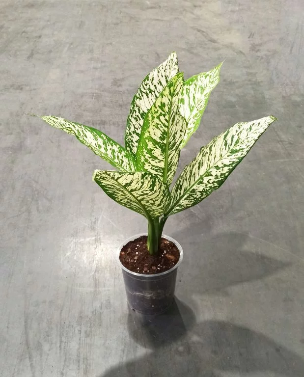 Dieffenbachia White Etna – Image 4