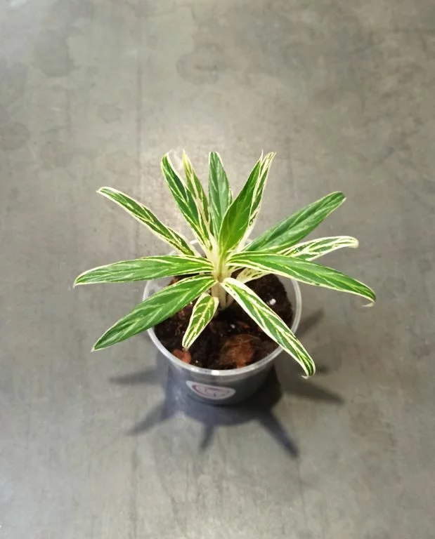 Aglaonema Bamboo – Image 5