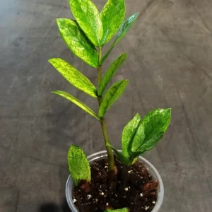 Zamioculcas Zamiifolia Chameleon